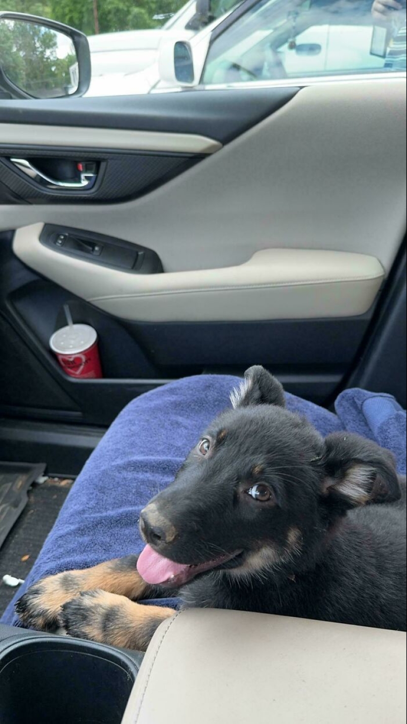 12 Wholesome Pics Of Adopted Pets That Will Never Have To Be Alone Again