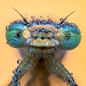 13 Captivating Entries From The 2023 Water Challenge By Close-Up Photographer Of The Year