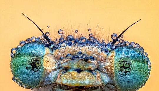 13 Captivating Entries From The 2023 Water Challenge By Close-Up Photographer Of The Year