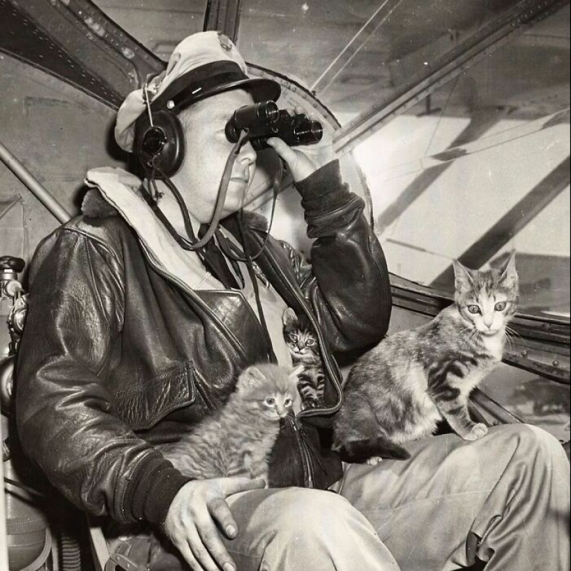 13 fotografías antiguas de gatos que demuestran que nada ha cambiado en décadas, recopiladas por este periodista