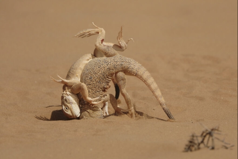 13 fotografías ganadoras de los premios Fotógrafo de primeros planos del año 2023