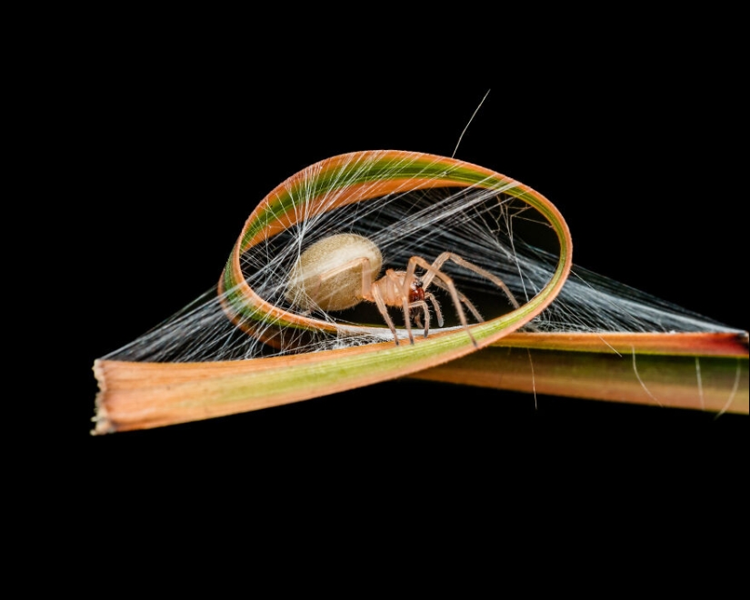 13 fotografías ganadoras de los premios Fotógrafo de primeros planos del año 2023