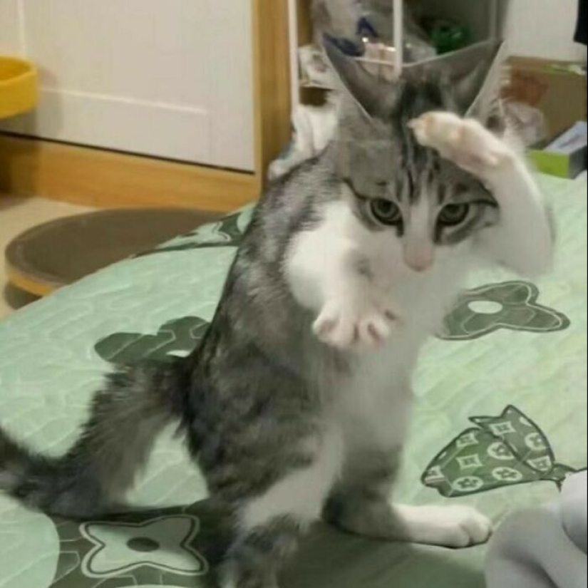 13 fotos confusas y divertidas sin ningún contexto