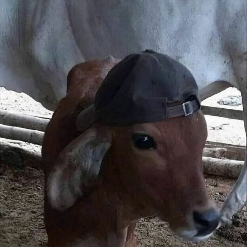 13 fotos confusas y divertidas sin ningún contexto