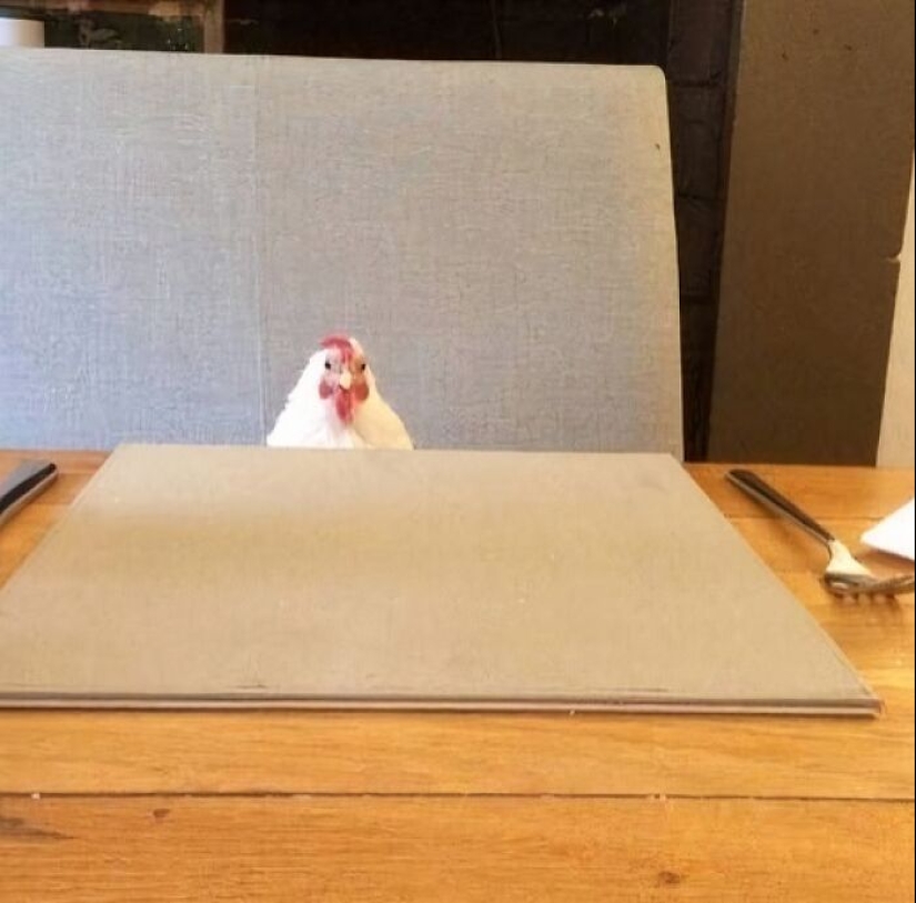 13 fotos confusas y divertidas sin ningún contexto