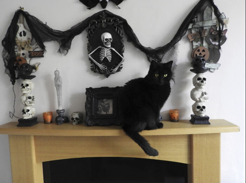 13 fotos de gatos con temática de Halloween espeluznantes de nuestro concurso anual 13 fotos de gatos con temática de Halloween espeluznantes de nuestro concurso anual