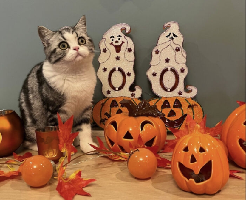 13 fotos de gatos con temática de Halloween espeluznantes de nuestro concurso anual 13 fotos de gatos con temática de Halloween espeluznantes de nuestro concurso anual