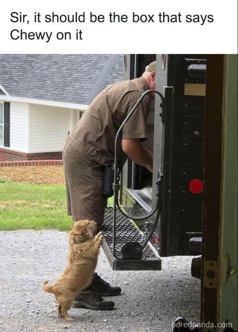 13 fotos divertidas de animales que estaban destinadas a convertirse en memes 13 fotos divertidas de animales que estaban destinadas a convertirse en memes