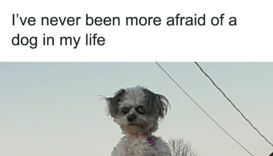 13 fotos divertidas de animales que estaban destinadas a convertirse en memes