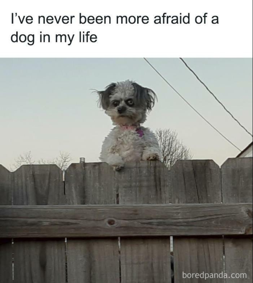 13 fotos divertidas de animales que estaban destinadas a convertirse en memes 13 fotos divertidas de animales que estaban destinadas a convertirse en memes