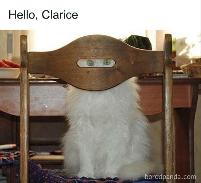 13 fotos divertidas de animales que estaban destinadas a convertirse en memes 13 fotos divertidas de animales que estaban destinadas a convertirse en memes