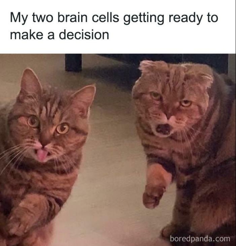 13 Funny Animal Pics That Were Meant To Be Made Into Memes