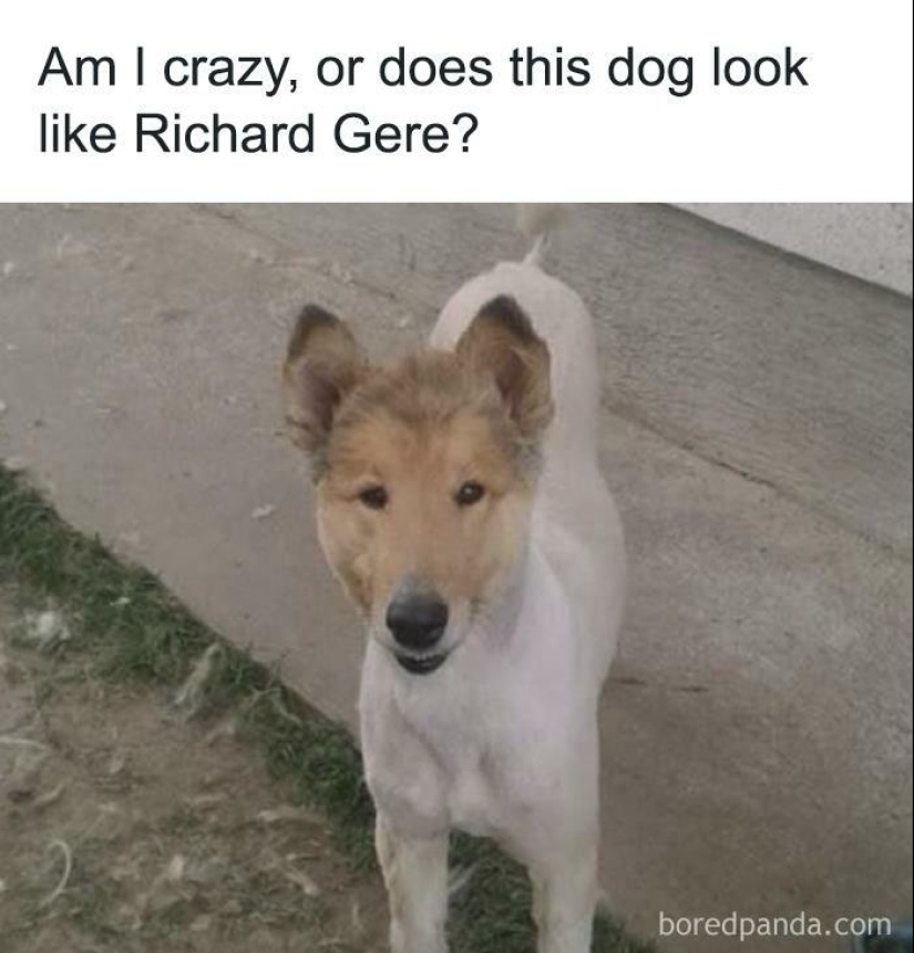 13 Funny Animal Pics That Were Meant To Be Made Into Memes