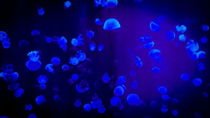 13 hechos que podrían enseñarle a mucha gente algo nuevo 13 hechos que podrían enseñarle a mucha gente algo nuevo