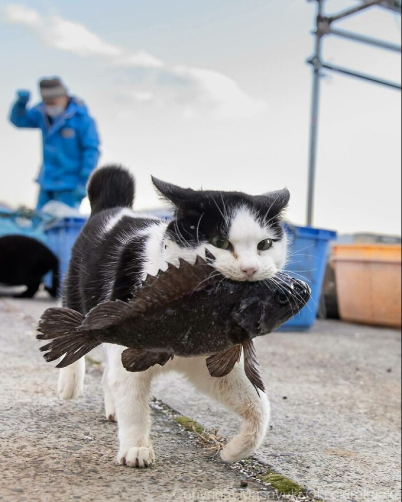 13 imágenes cautivadoras de Masayuki Oki que celebran el lado peculiar y juguetón de los gatos 13 imágenes cautivadoras de Masayuki Oki que celebran el lado peculiar y juguetón de los gatos