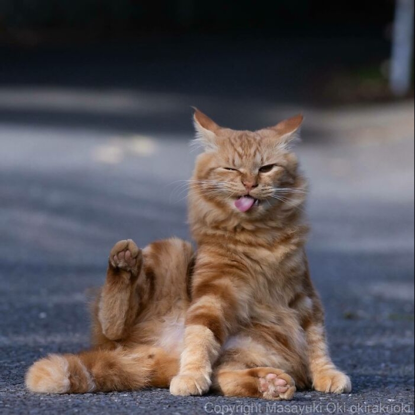13 imágenes cautivadoras de Masayuki Oki que celebran el lado peculiar y juguetón de los gatos 13 imágenes cautivadoras de Masayuki Oki que celebran el lado peculiar y juguetón de los gatos