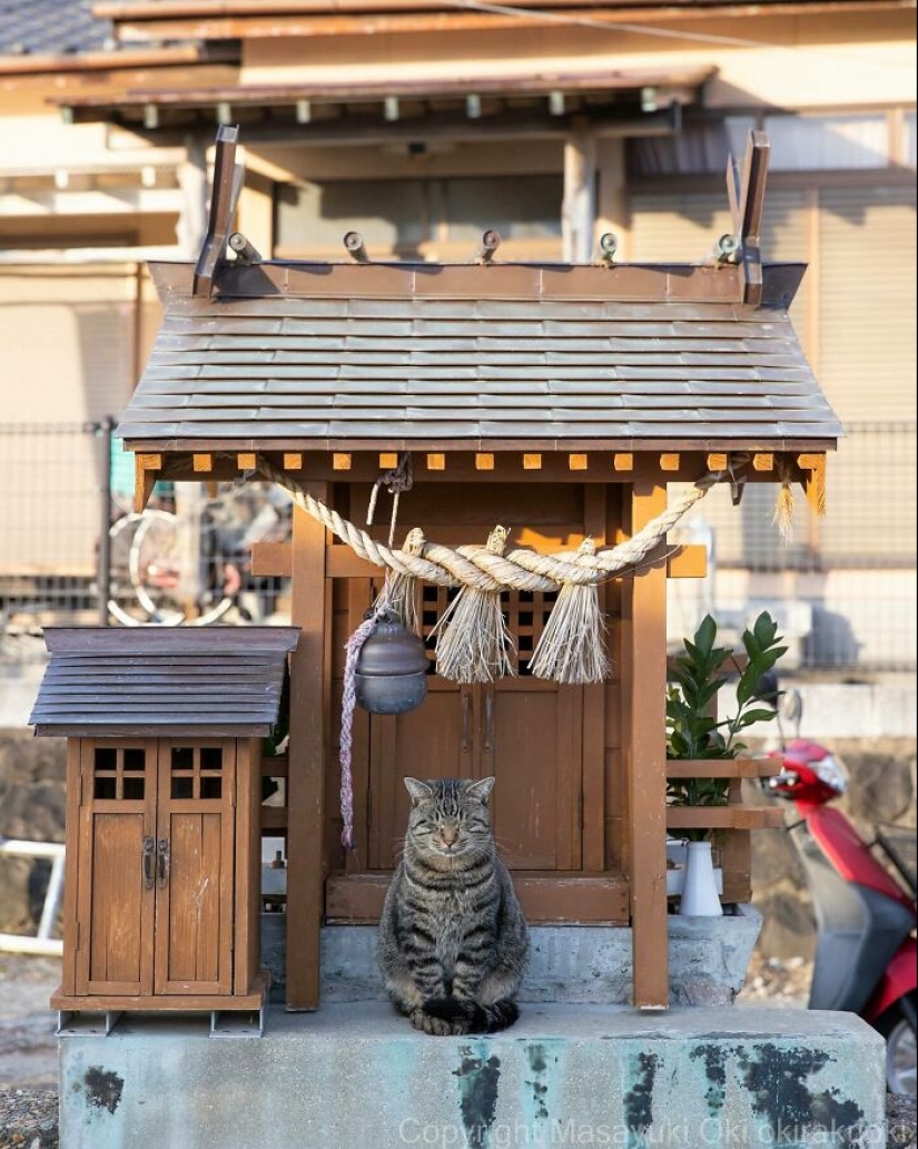 13 imágenes cautivadoras de Masayuki Oki que celebran el lado peculiar y juguetón de los gatos 13 imágenes cautivadoras de Masayuki Oki que celebran el lado peculiar y juguetón de los gatos
