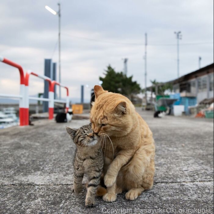 13 imágenes cautivadoras de Masayuki Oki que celebran el lado peculiar y juguetón de los gatos 13 imágenes cautivadoras de Masayuki Oki que celebran el lado peculiar y juguetón de los gatos