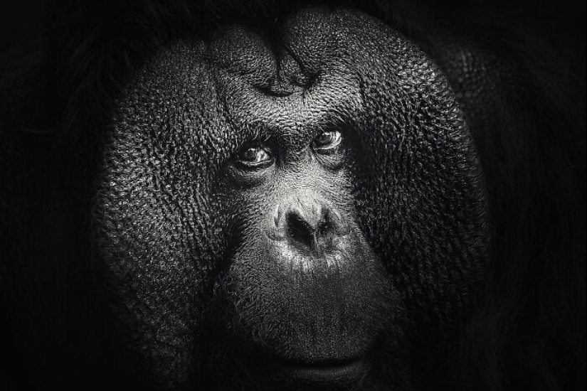 13 New Photos Of Majestic Animals I Took At The Zoo 13 New Photos Of Majestic Animals I Took At The Zoo