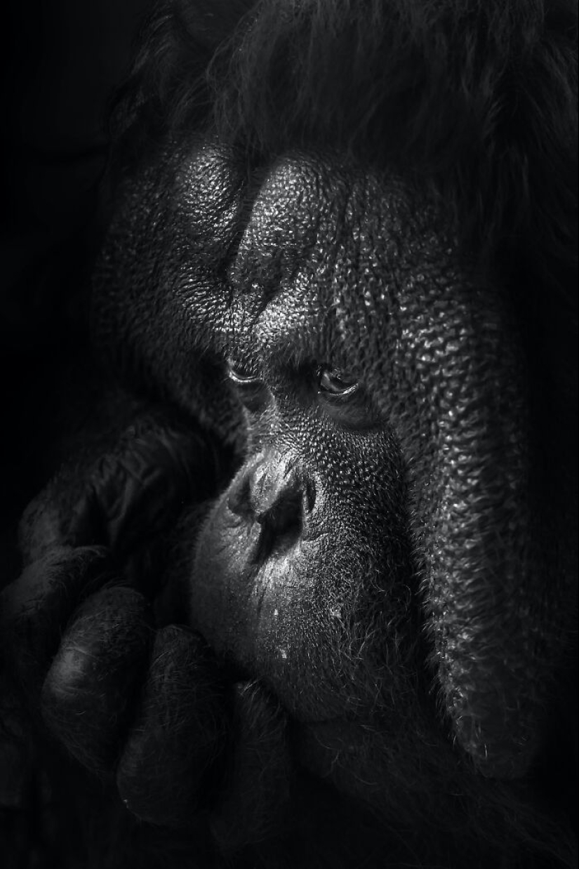 13 New Photos Of Majestic Animals I Took At The Zoo 13 New Photos Of Majestic Animals I Took At The Zoo