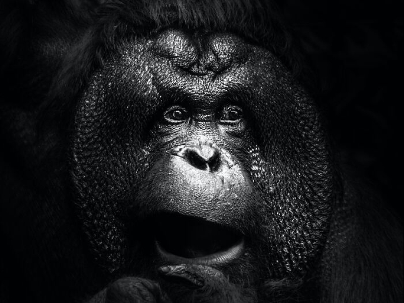 13 New Photos Of Majestic Animals I Took At The Zoo 13 New Photos Of Majestic Animals I Took At The Zoo