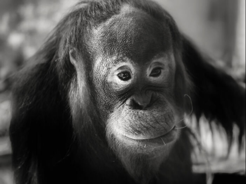 13 nuevas fotos de animales majestuosos que tomé en el zoológico