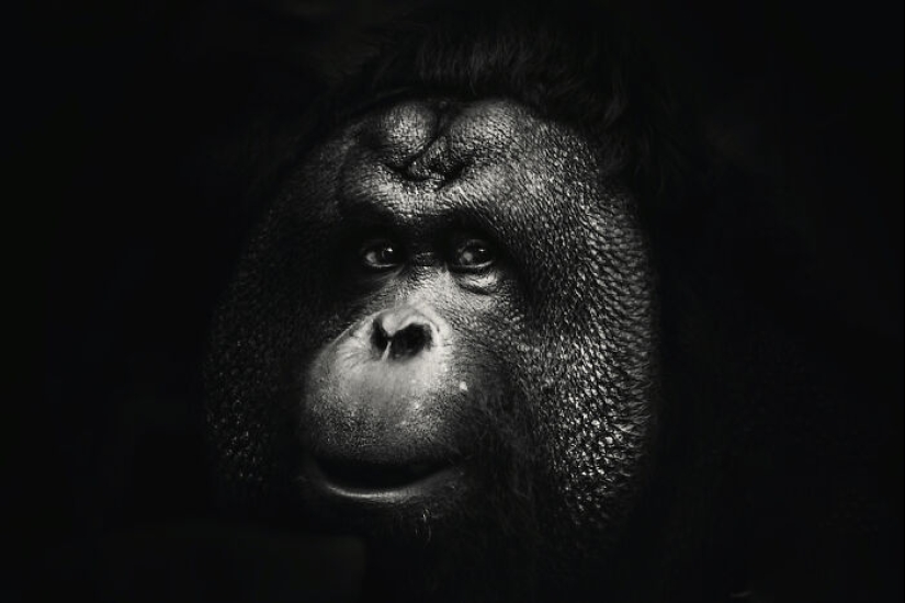 13 nuevas fotos de animales majestuosos que tomé en el zoológico