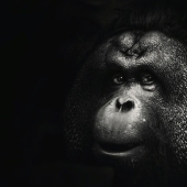 13 nuevas fotos de animales majestuosos que tomé en el zoológico