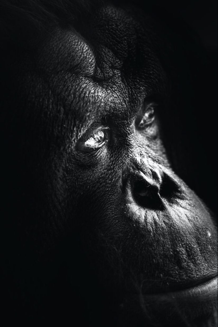 13 nuevas fotos de animales majestuosos que tomé en el zoológico