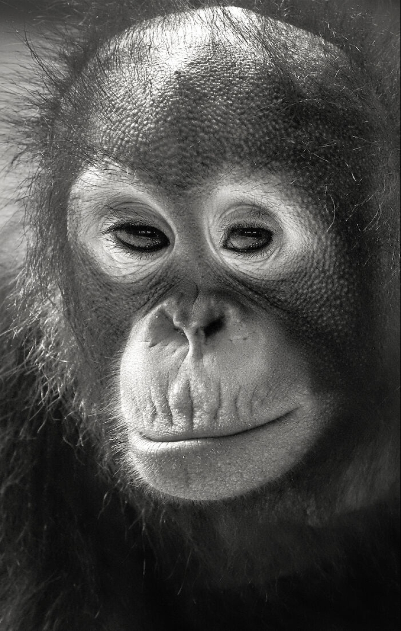 13 nuevas fotos de animales majestuosos que tomé en el zoológico