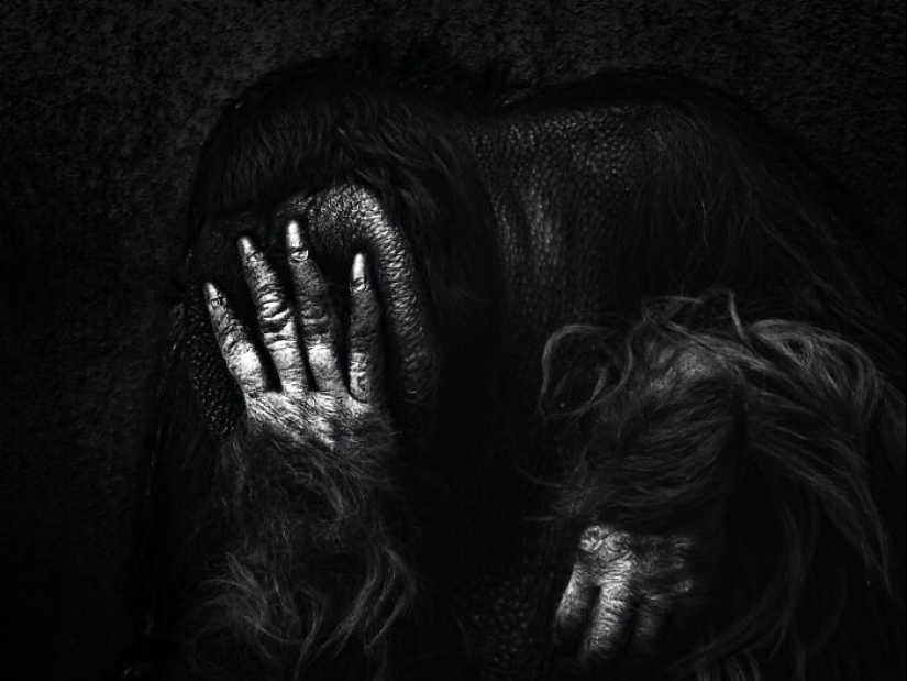 13 nuevas fotos de animales majestuosos que tomé en el zoológico