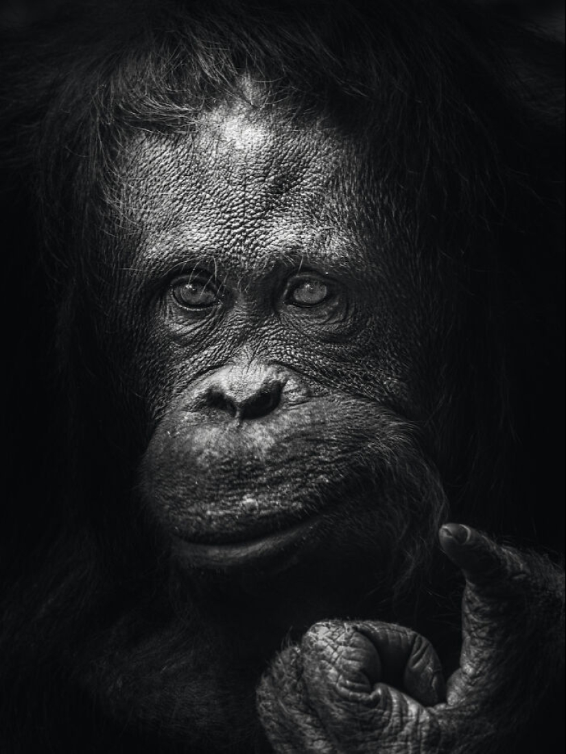 13 nuevas fotos de animales majestuosos que tomé en el zoológico