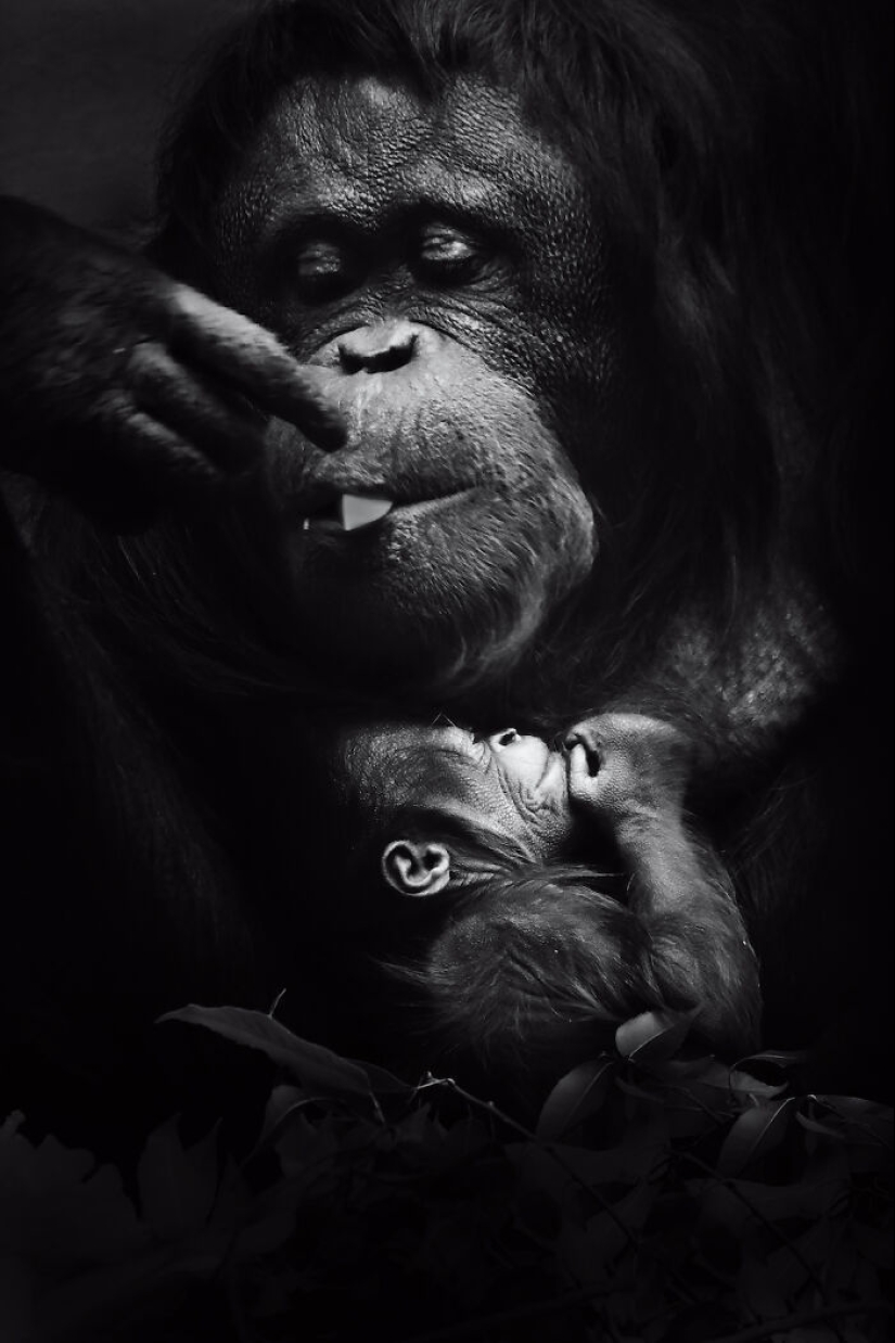 13 nuevas fotos de animales majestuosos que tomé en el zoológico