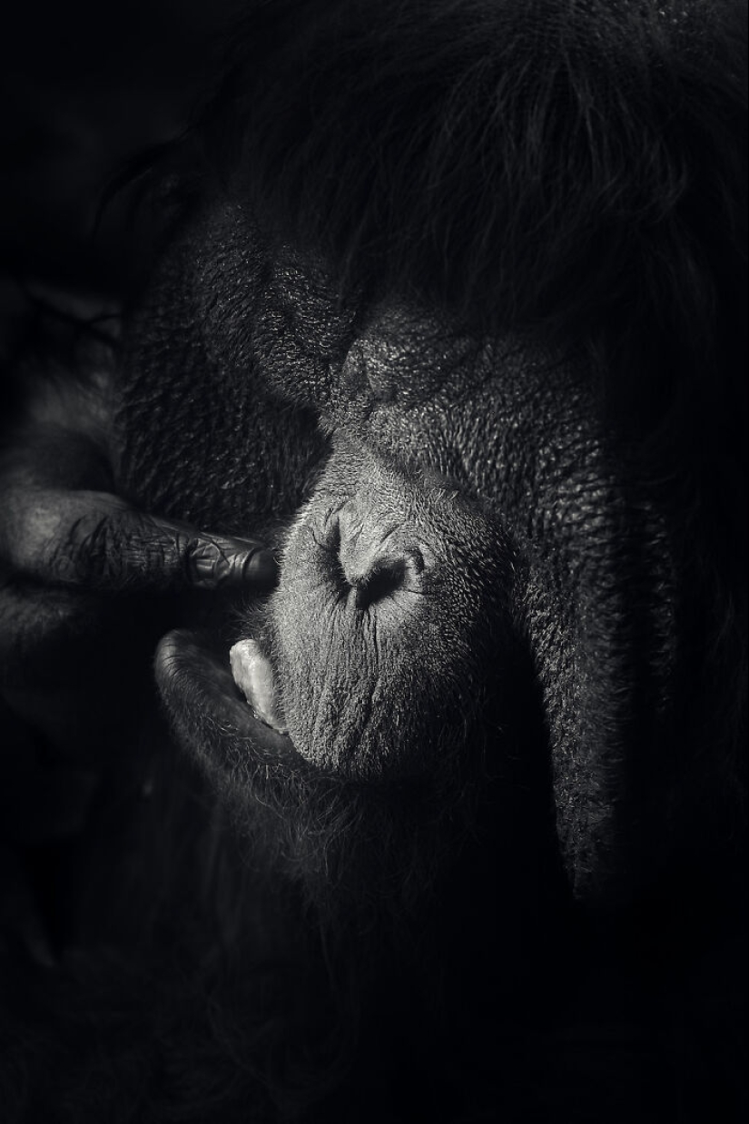 13 nuevas fotos de animales majestuosos que tomé en el zoológico