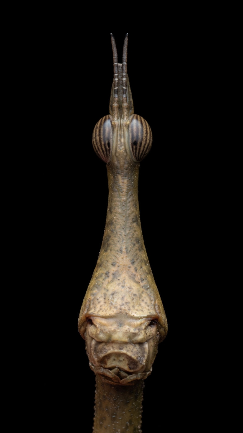 13 Winning Shots From The Close-Up Photographer Of The Year 2023 Awards