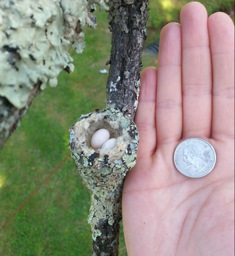 14 Curious Pictures Of Things People Don’t Get To See Often