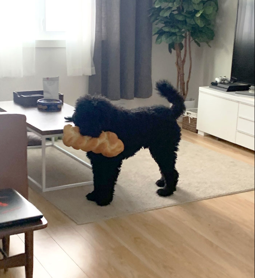 14 de los accidentes y fallos en la cocina más divertidos