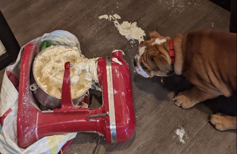 14 de los accidentes y fallos en la cocina más divertidos