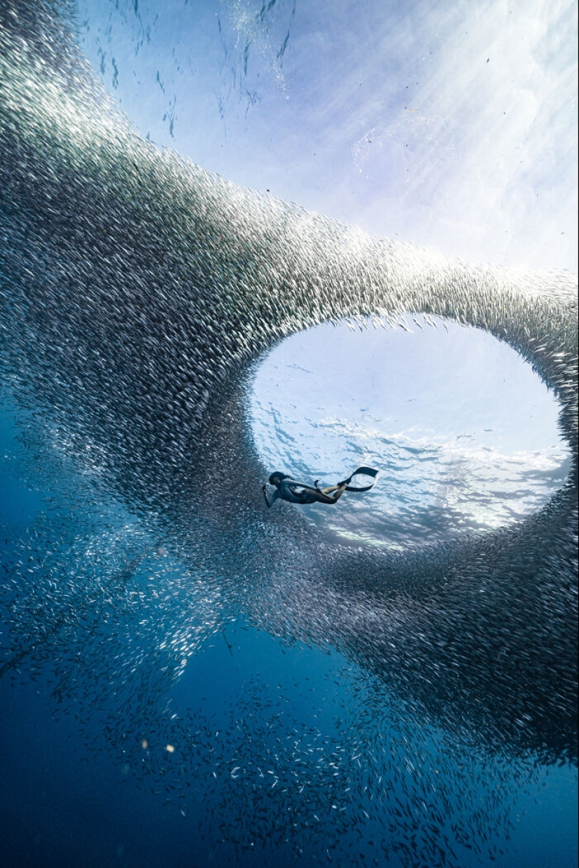 14 fotografías ganadoras del IPA 2023 para celebrar el espíritu del verano 14 fotografías ganadoras del IPA 2023 para celebrar el espíritu del verano