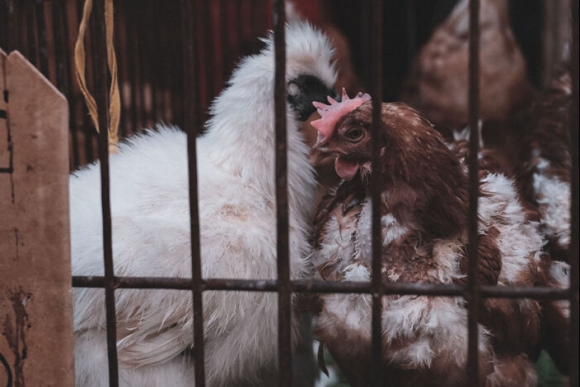 14 Photos I Took To Show The Authentic Side Of A Farmers’ Market In China