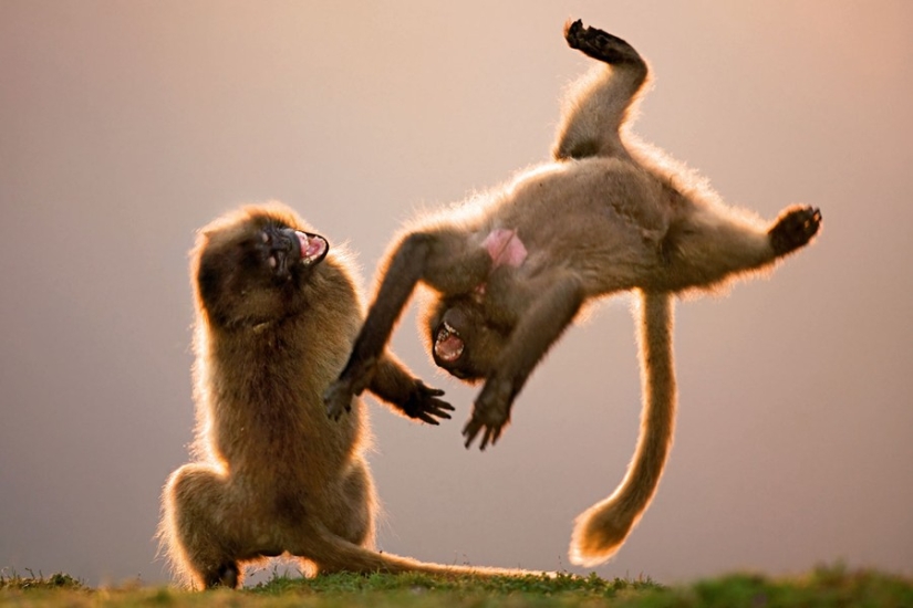 15 animales que saben ponerse en forma para la primavera