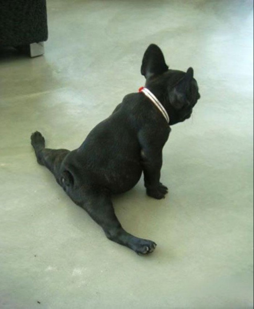 15 animals that know how to get in shape for spring