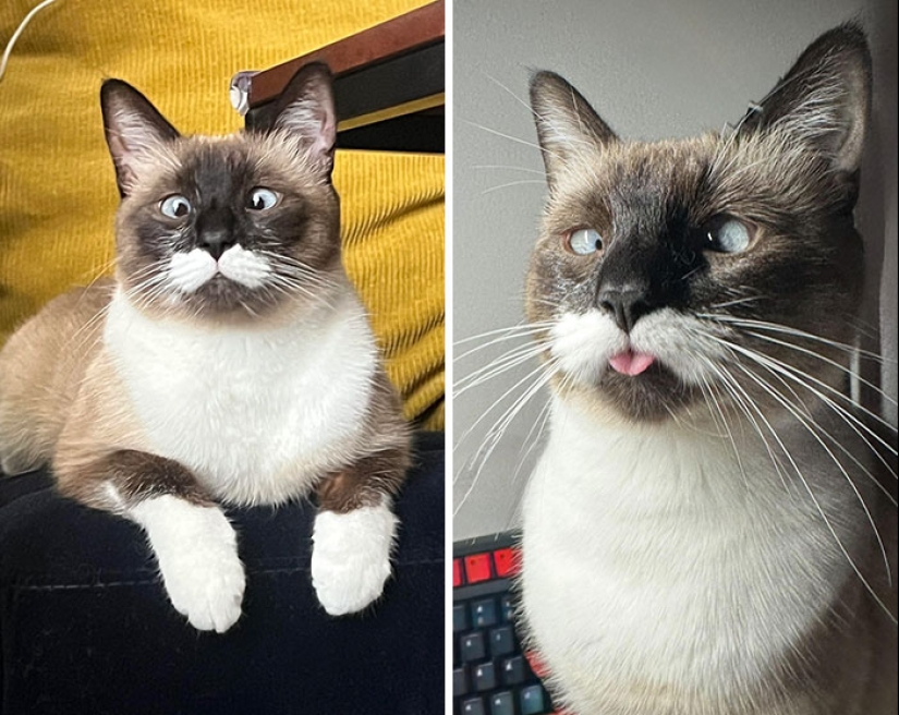 15 de las mutaciones genéticas más salvajes y adorables jamás vistas en mascotas 15 de las mutaciones genéticas más salvajes y adorables jamás vistas en mascotas