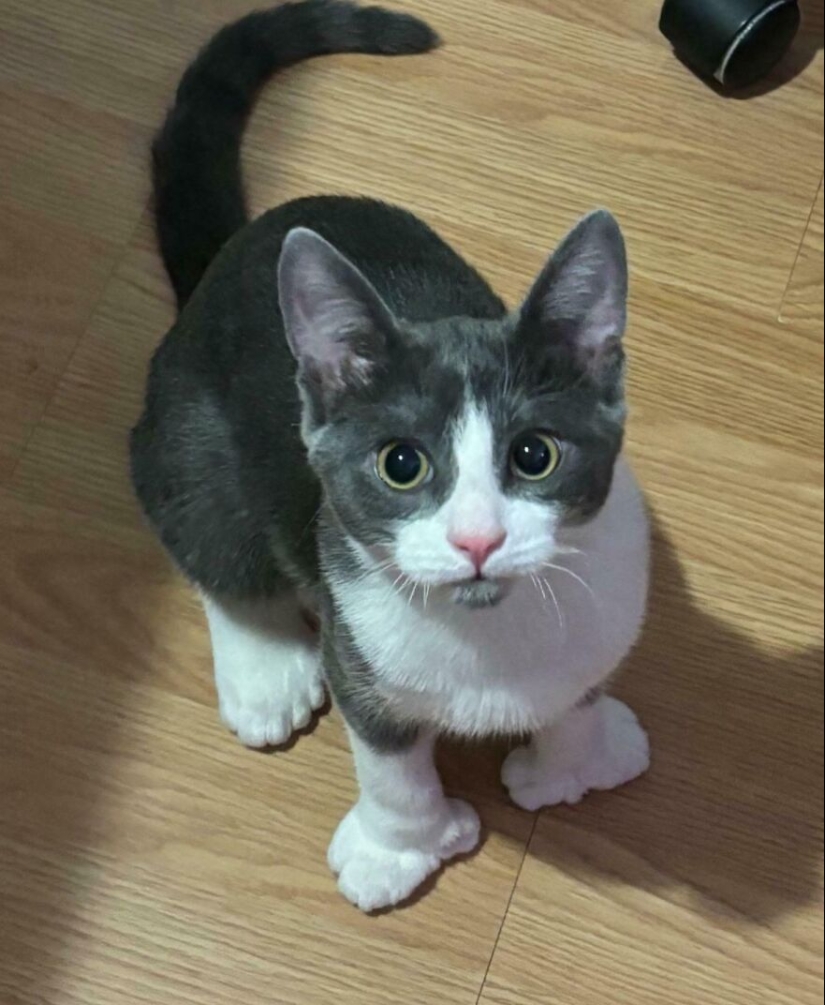 15 de las mutaciones genéticas más salvajes y adorables jamás vistas en mascotas 15 de las mutaciones genéticas más salvajes y adorables jamás vistas en mascotas