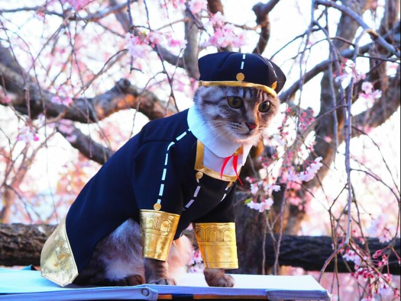 15 disfraces hechos a mano que este chico creó para los cosplays de sus gatos