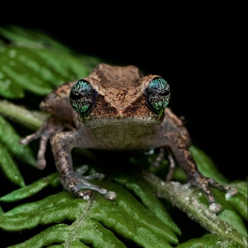 15 Fascinating Close-Up Frog Photos By Biju Pb