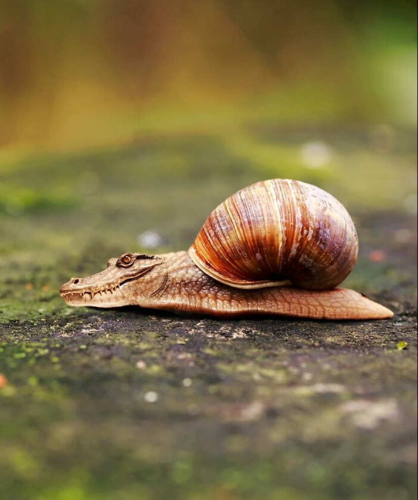 15 Funny Animal Mashups That I Created With Photoshop 15 Funny Animal Mashups That I Created With Photoshop