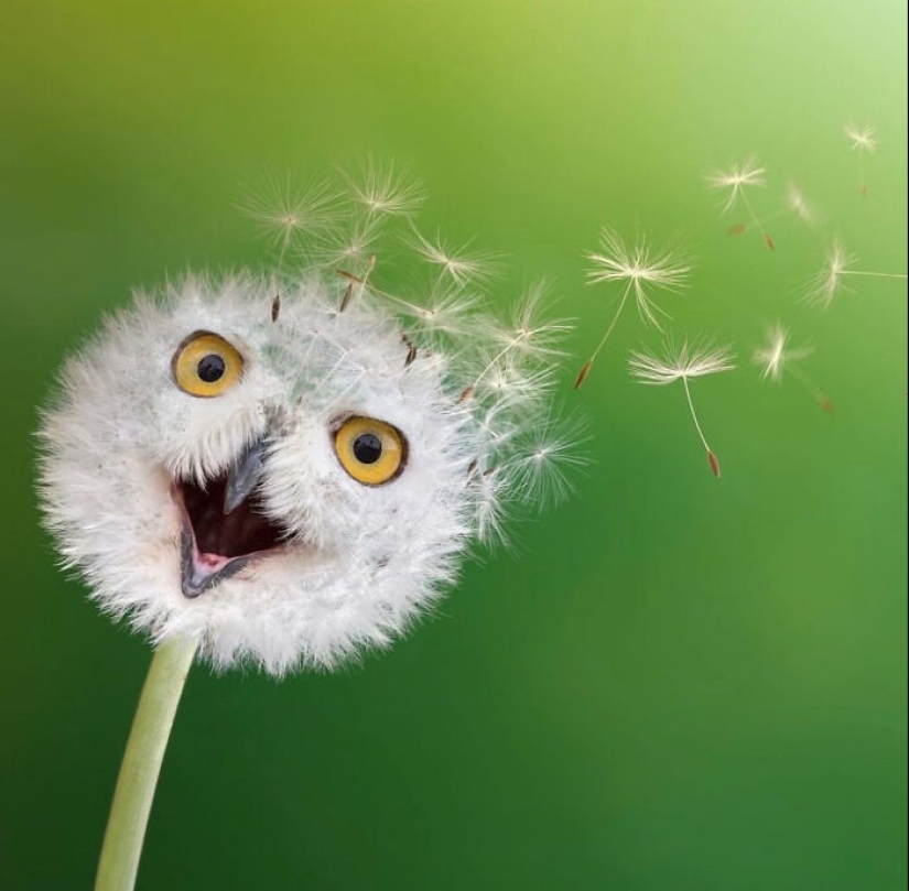 15 Funny Animal Mashups That I Created With Photoshop 15 Funny Animal Mashups That I Created With Photoshop