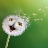 15 Funny Animal Mashups That I Created With Photoshop