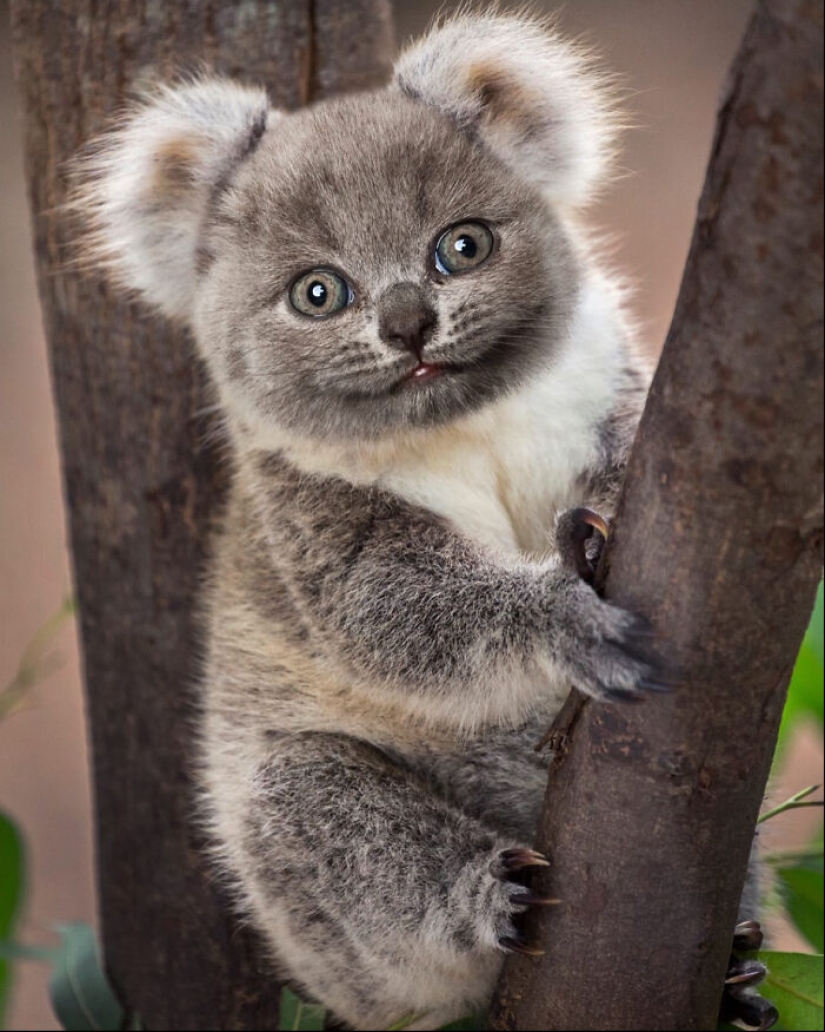 15 Funny Animal Mashups That I Created With Photoshop 15 Funny Animal Mashups That I Created With Photoshop